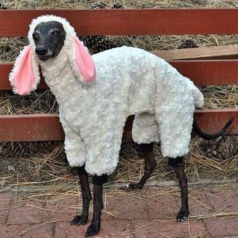 Собака овца