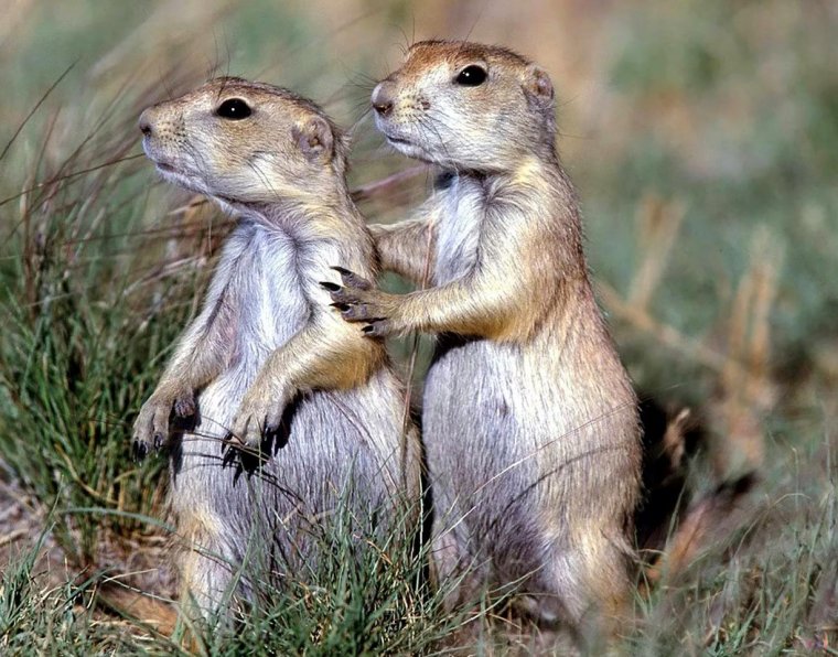 Тушканчик и суслик