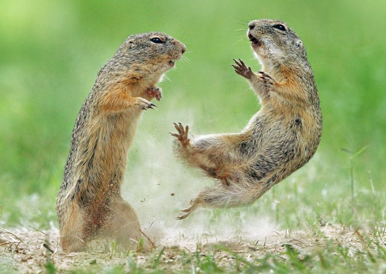 Луговая собачка дерётся