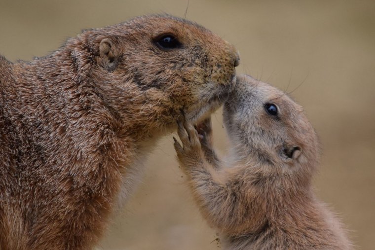 Милые сурки