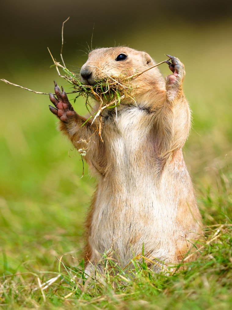 Мармот сурок