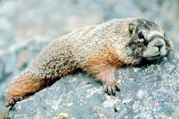 Желтобрюхий сурок (Marmota flaviventris)