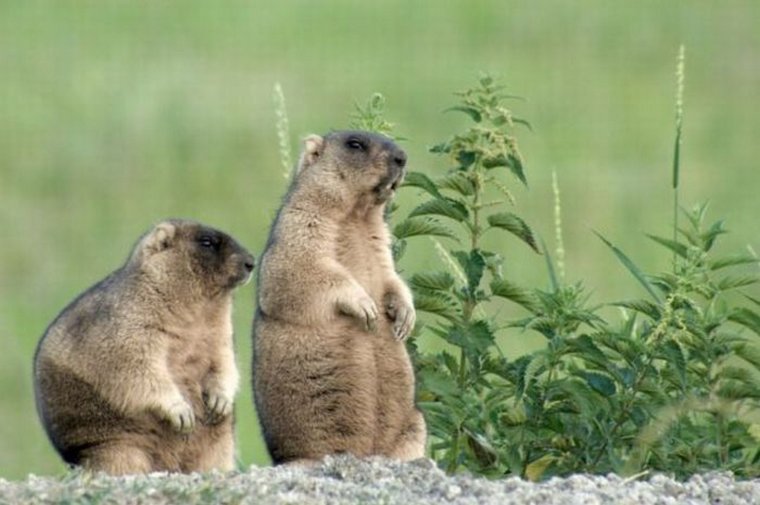 Сурок-Байбак Монок