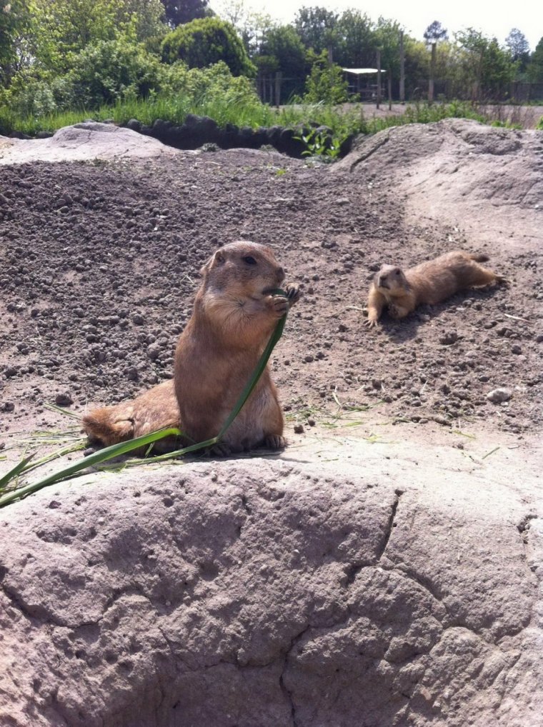 Сурок фото прикольные