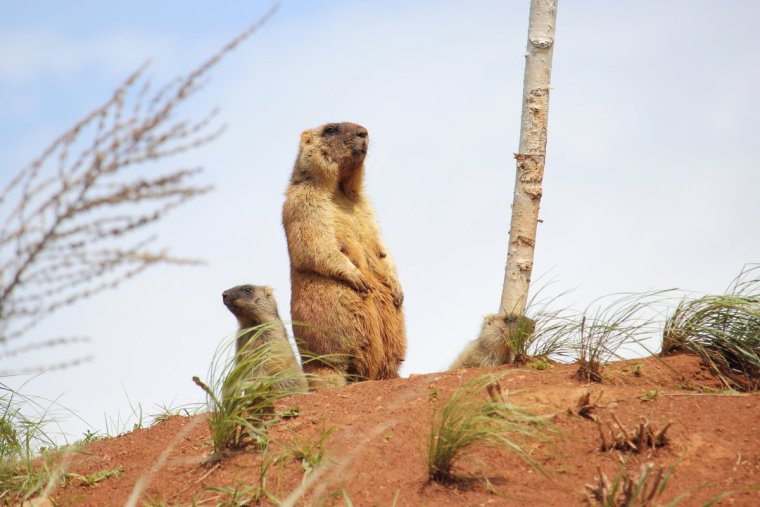 Сурок Байбак детеныш