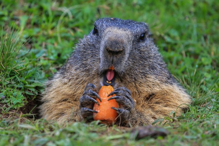 Сурок кушает