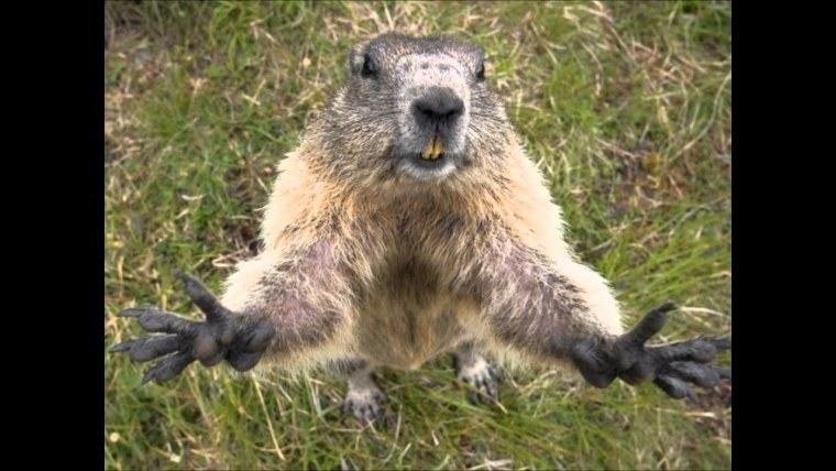 Сибирский сурок