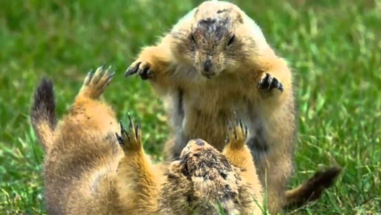 Суслики дерутся