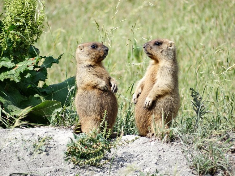 Сурок Байбак два