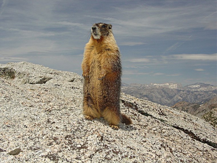 Сурок Мензбира