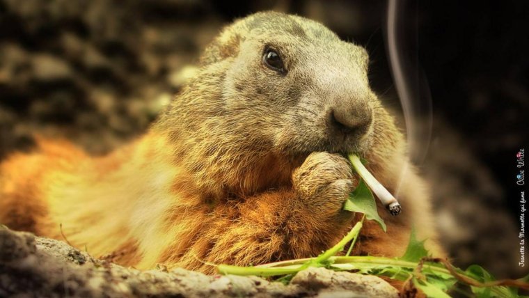 Животное с сигаретой