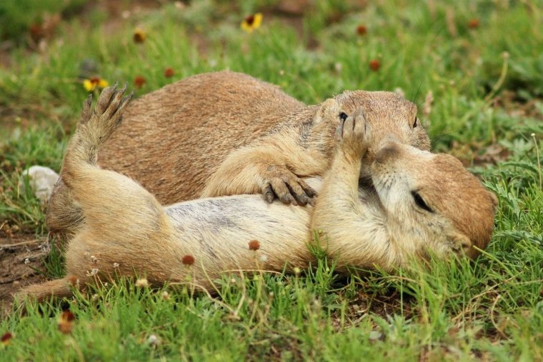 Суслики обнимаются