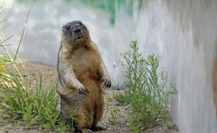 В Московском зоопарке проснулись сурки