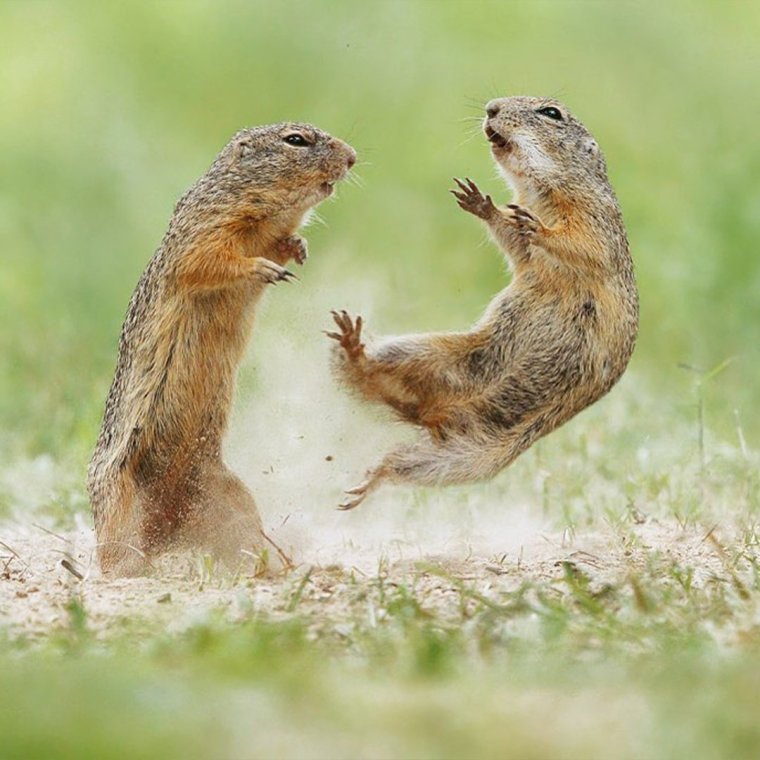 Суслик на аву