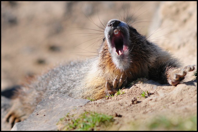 Сурок зевает