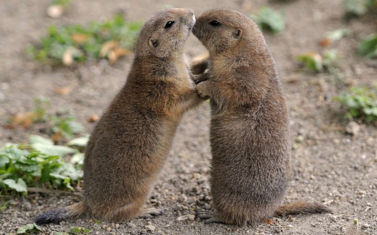 Сурок красивый