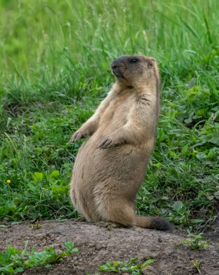 Черношапочный сурок Байкал