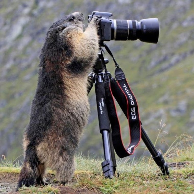 Животные с фотоаппаратом