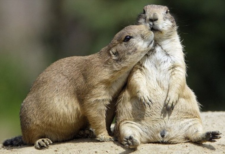 Влюбленные животные