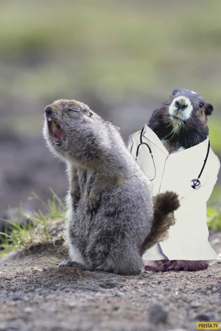 Черношапочный сурок Байкал