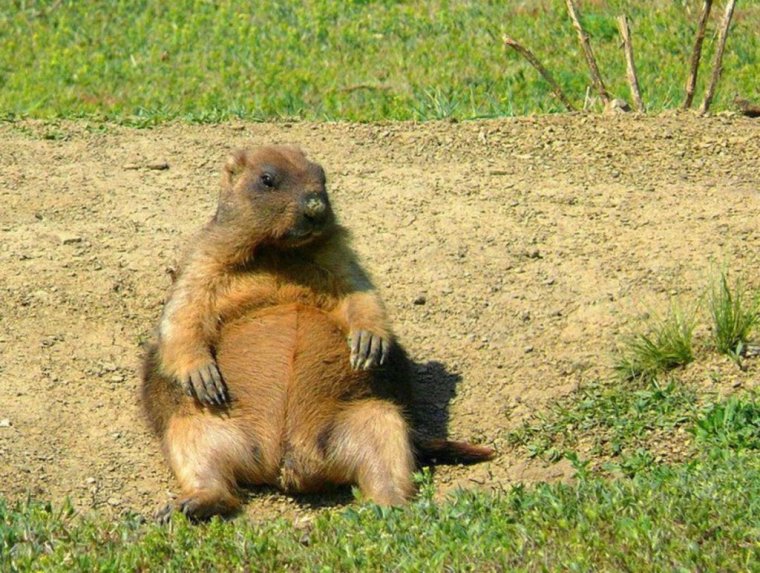 Степной сурок тарбаган