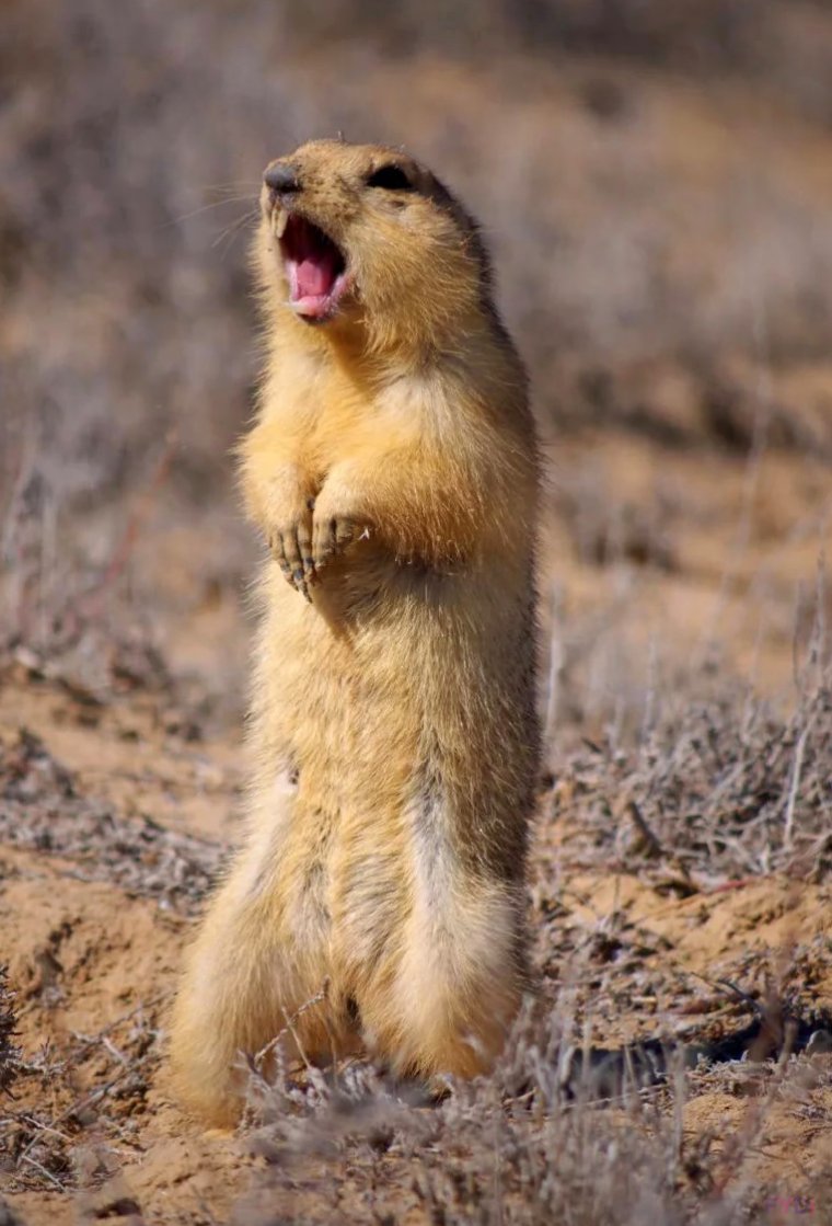 Желтый суслик