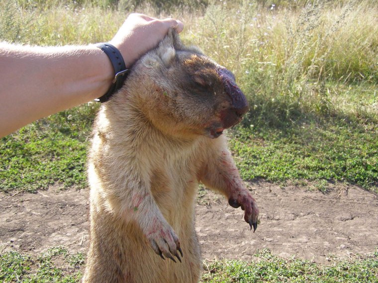 Байбак МУТАНТ