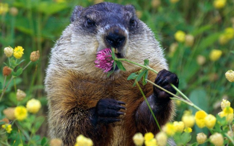 Смешной сурок