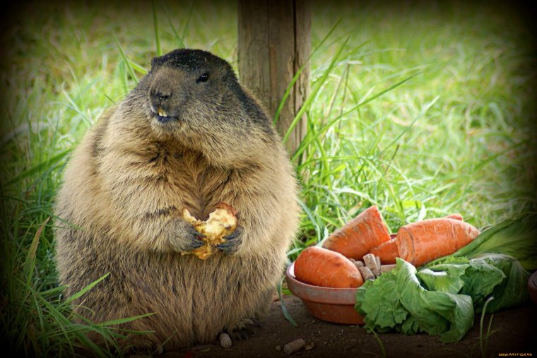 Сурок и еда