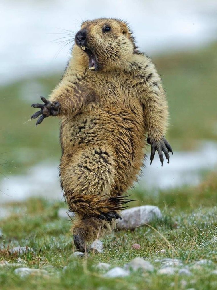 Смешной сурок