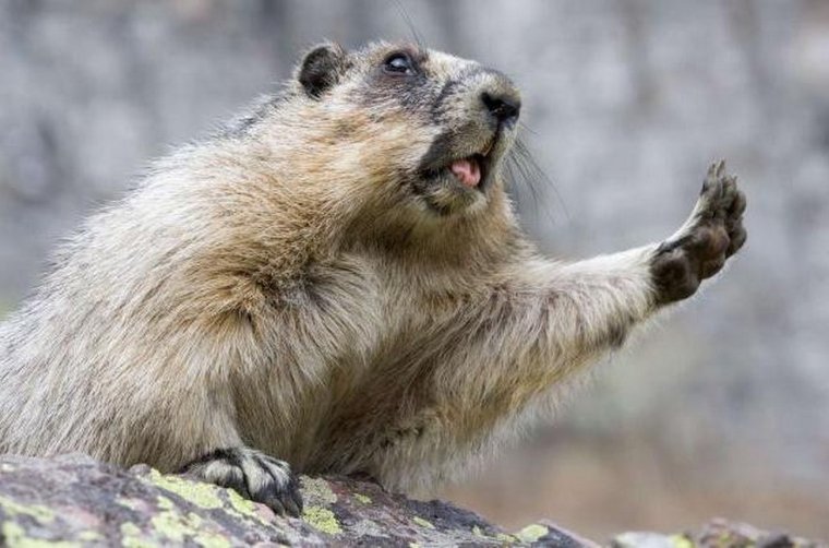 Веселый сурок