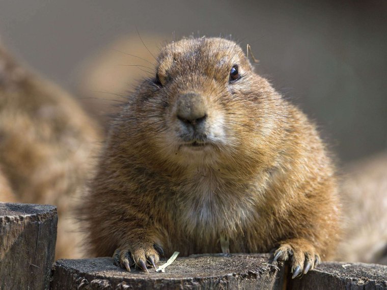 Степной сурок Байбак