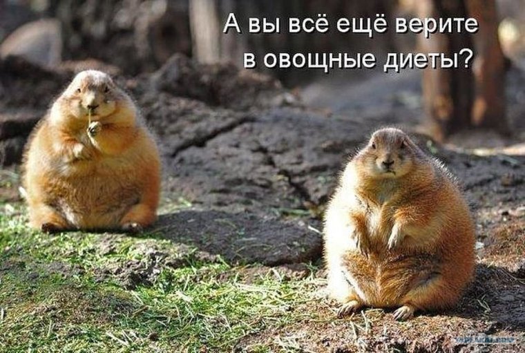 Толстые суслики прикольные