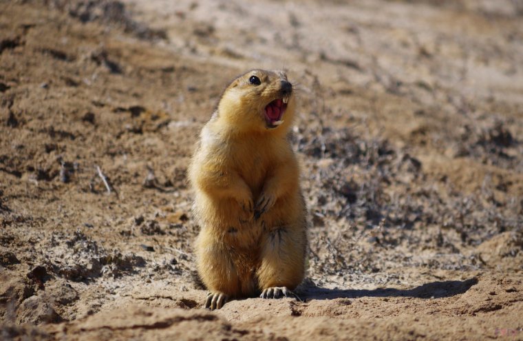 Тонкопалый суслик