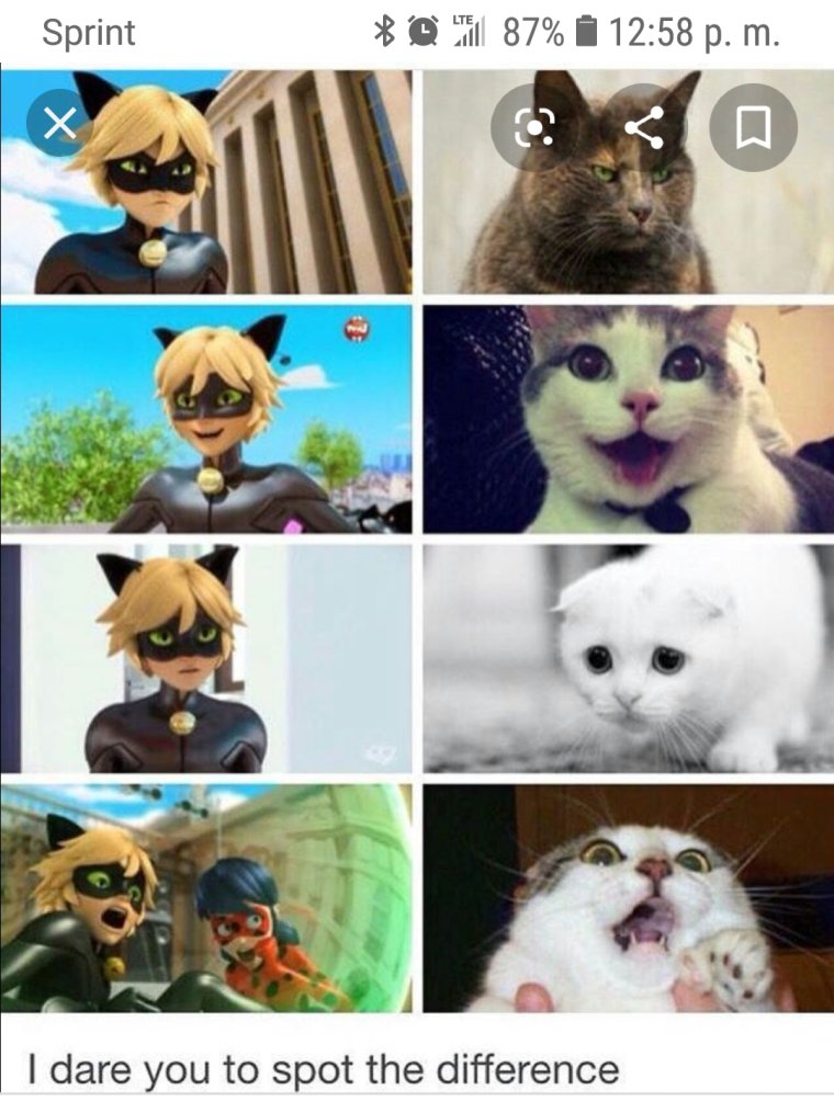 Супер кот мемы