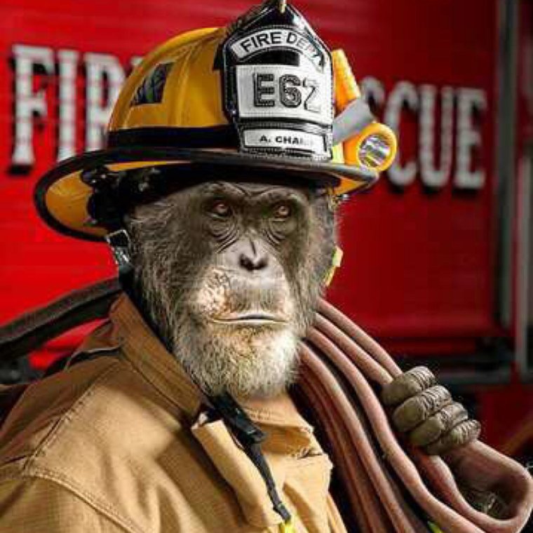 Обезьяна в шлеме
