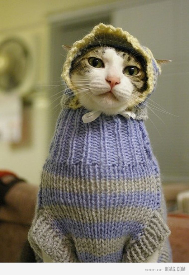 Кот в шапке