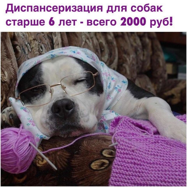 Бабушка с собакой