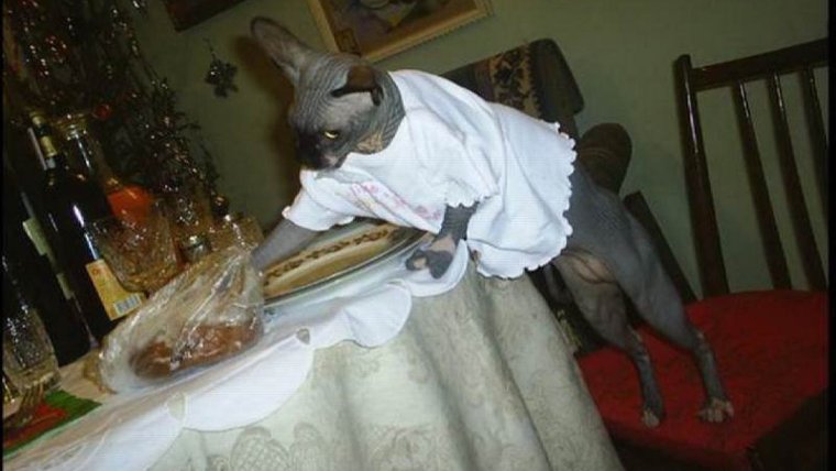 Спокойной ночи прикол новое прикол