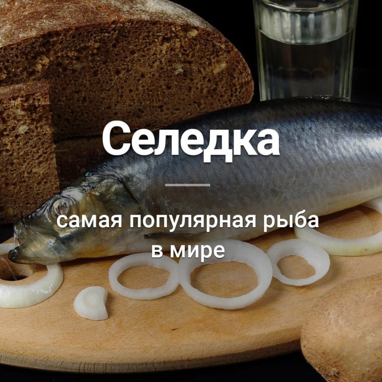 Селёдка смешно