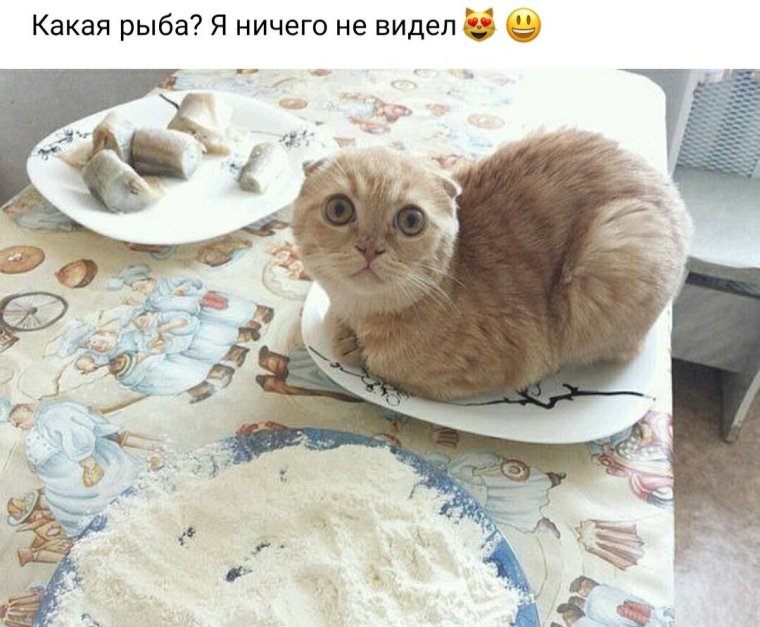 Кот испачкался в муке