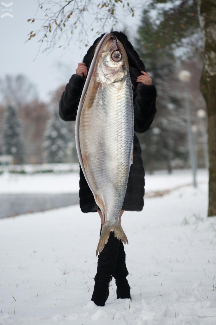 Сельдь смешная