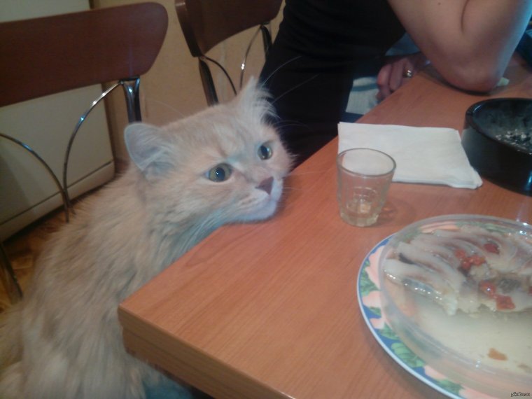 Коты и селедка