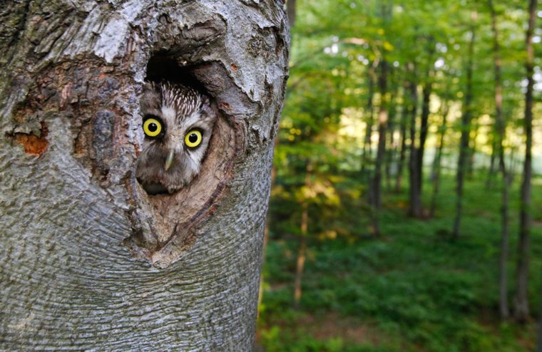 Глаза в дупле