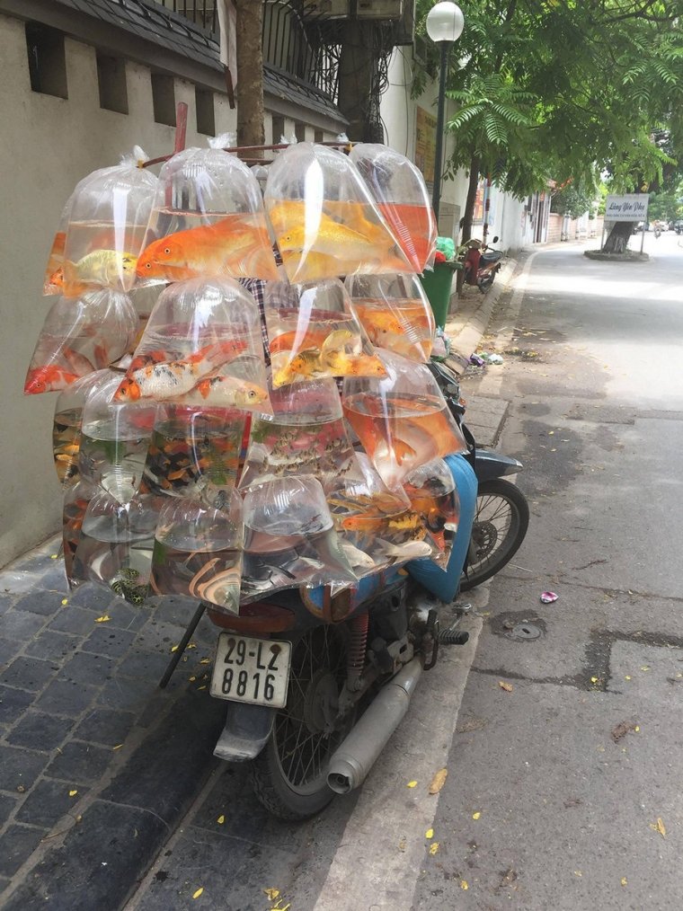 Аквариумные рыбки в пакете, которых везут в автобусе