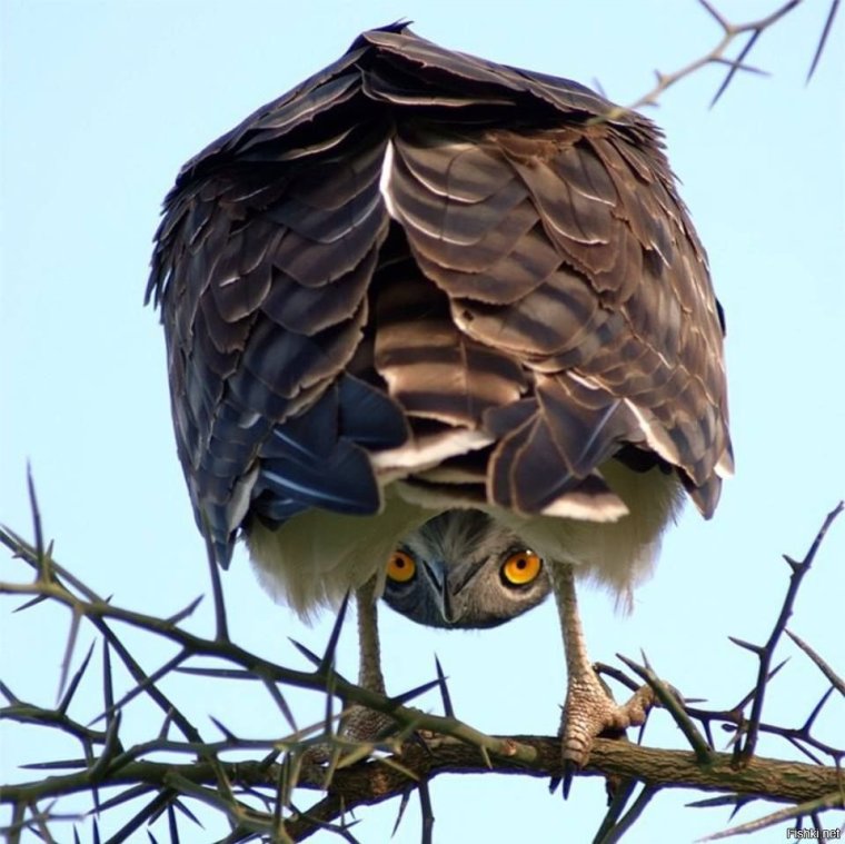 Натянуть сову на Глобус