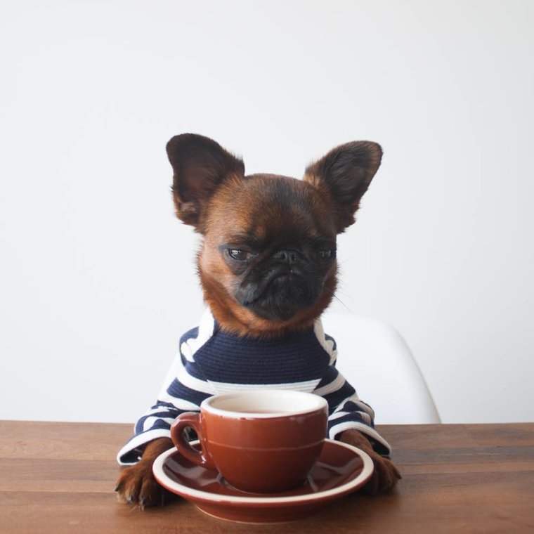 Собачка с чаем