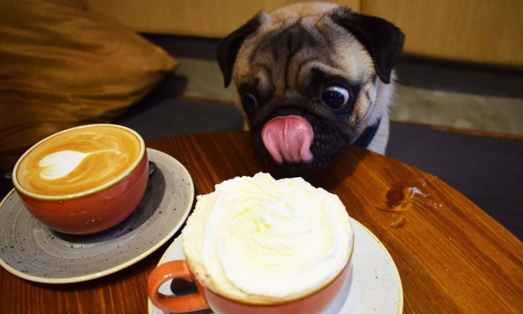 Мопс с чаем