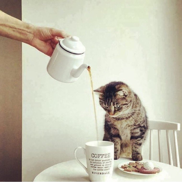Кошка с кофе