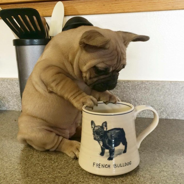 Доброе утро французский бульдог